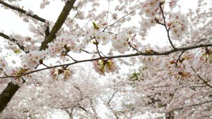 Cherry blossoms