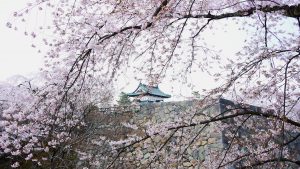 Cherry blossoms and Hirosaki Tower