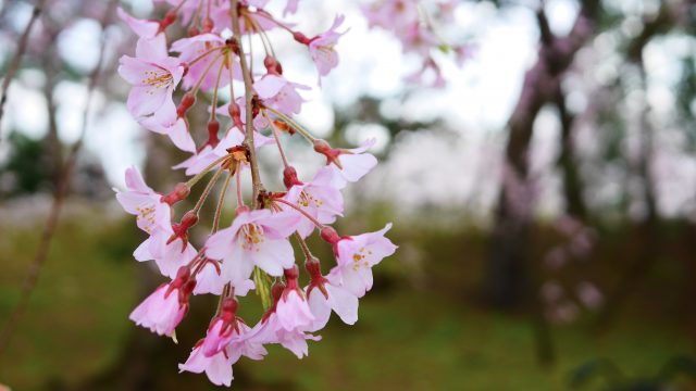 Pretty in pink